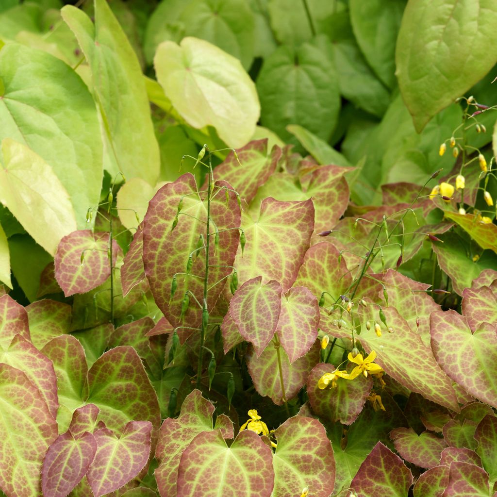 Epimedium perralchicum Fröhnleiten - Elfenblume