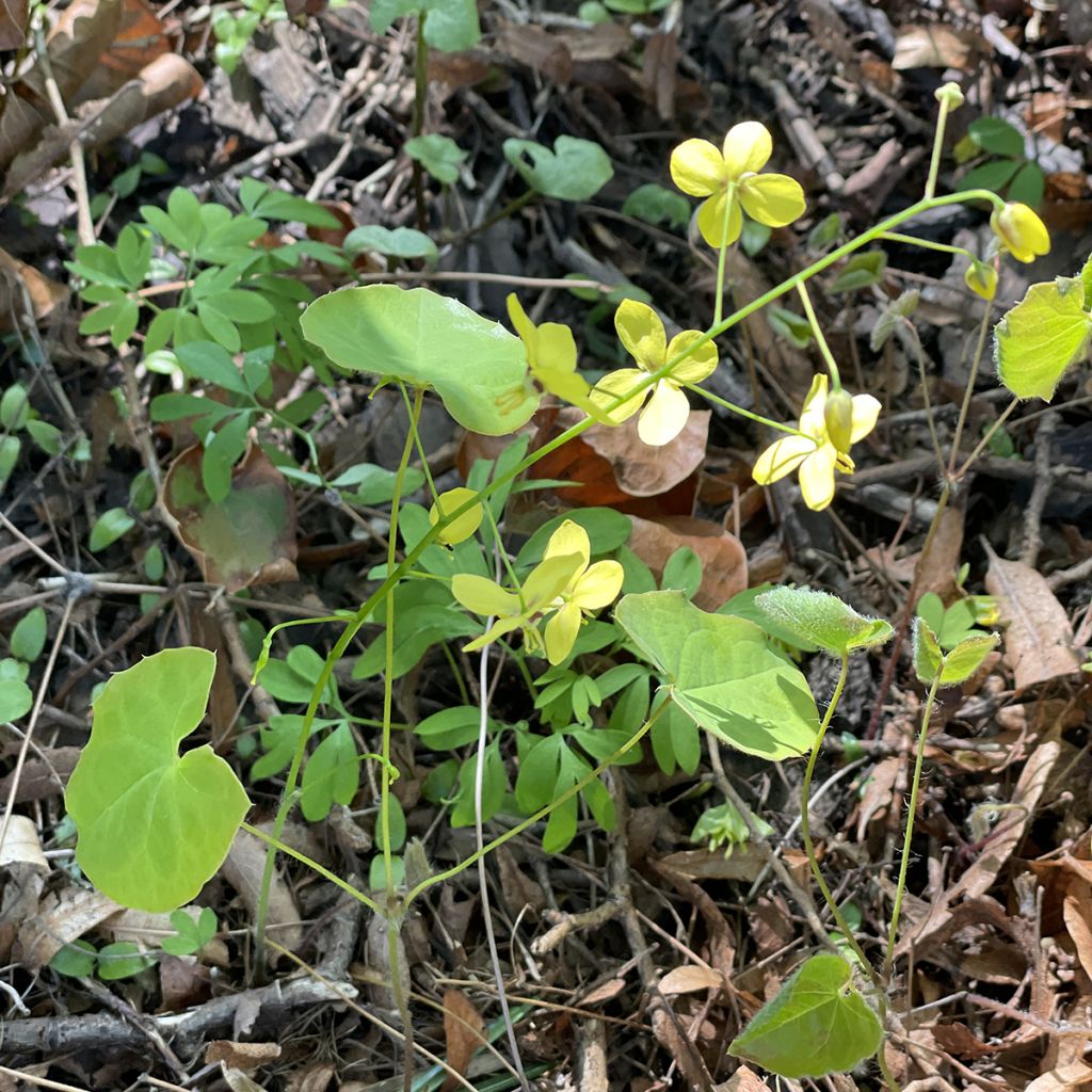 Epimedium perralderianum - Elfenblume