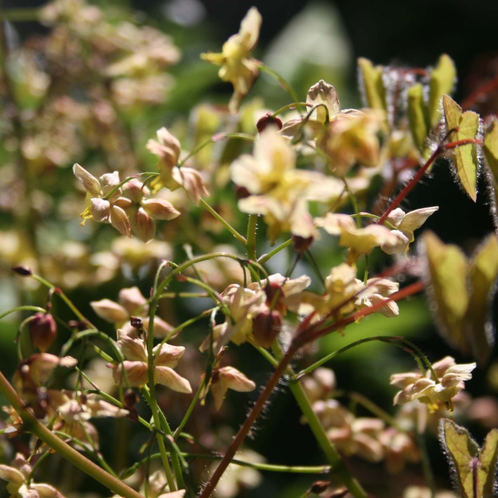 Epimedium pinnatum Black Sea