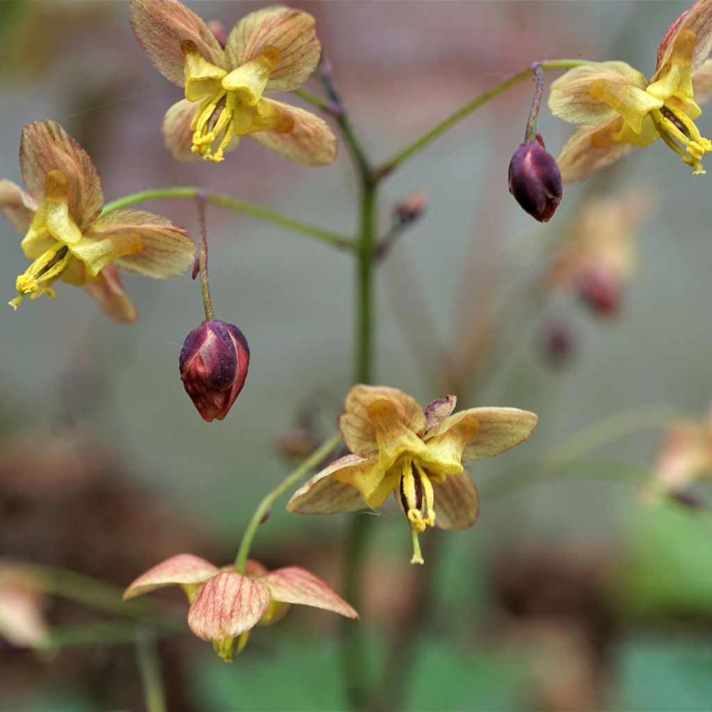 Epimedium pinnatum subsp. colchicum Black Sea - Kolchische Elfenblume