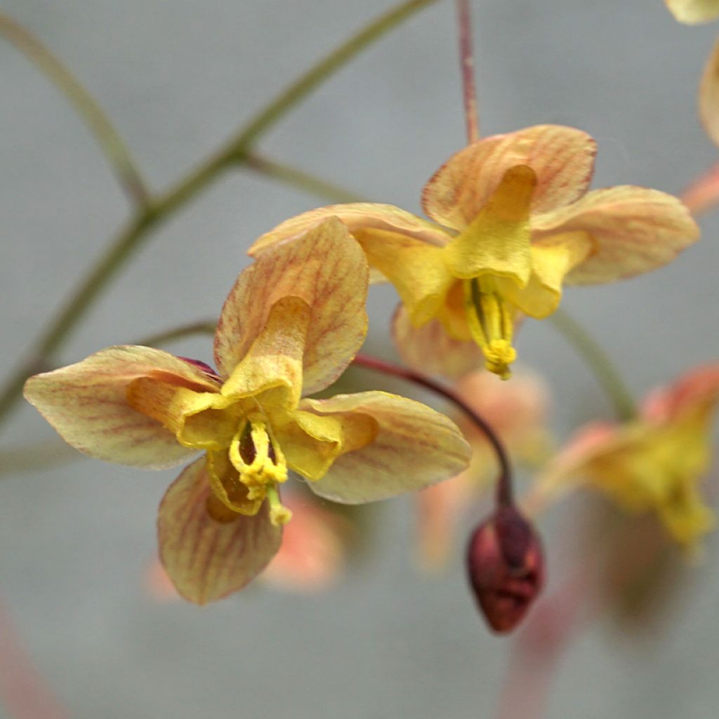 Epimedium pinnatum subsp. colchicum Black Sea - Kolchische Elfenblume