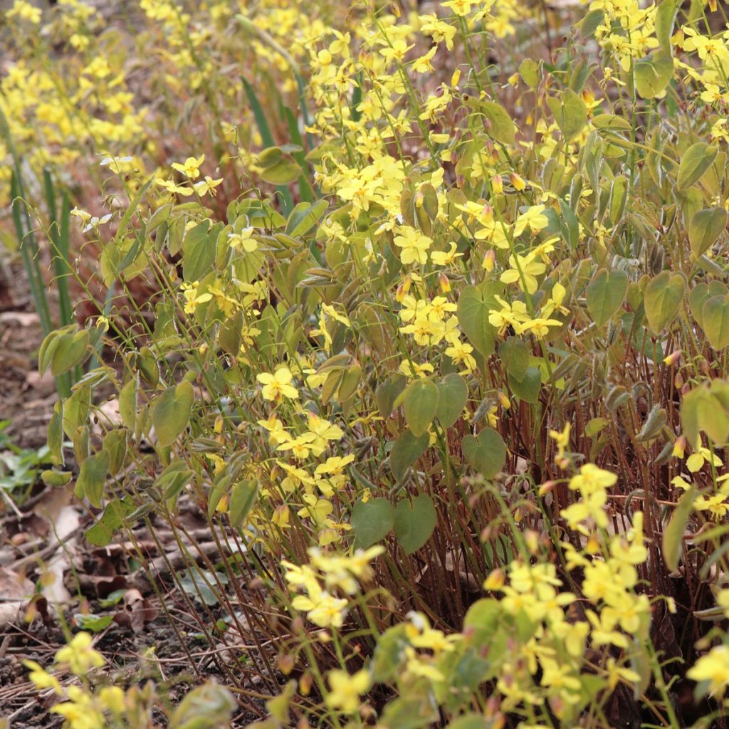 Epimedium pinnatum subsp. colchicum - Kolchische Elfenblume