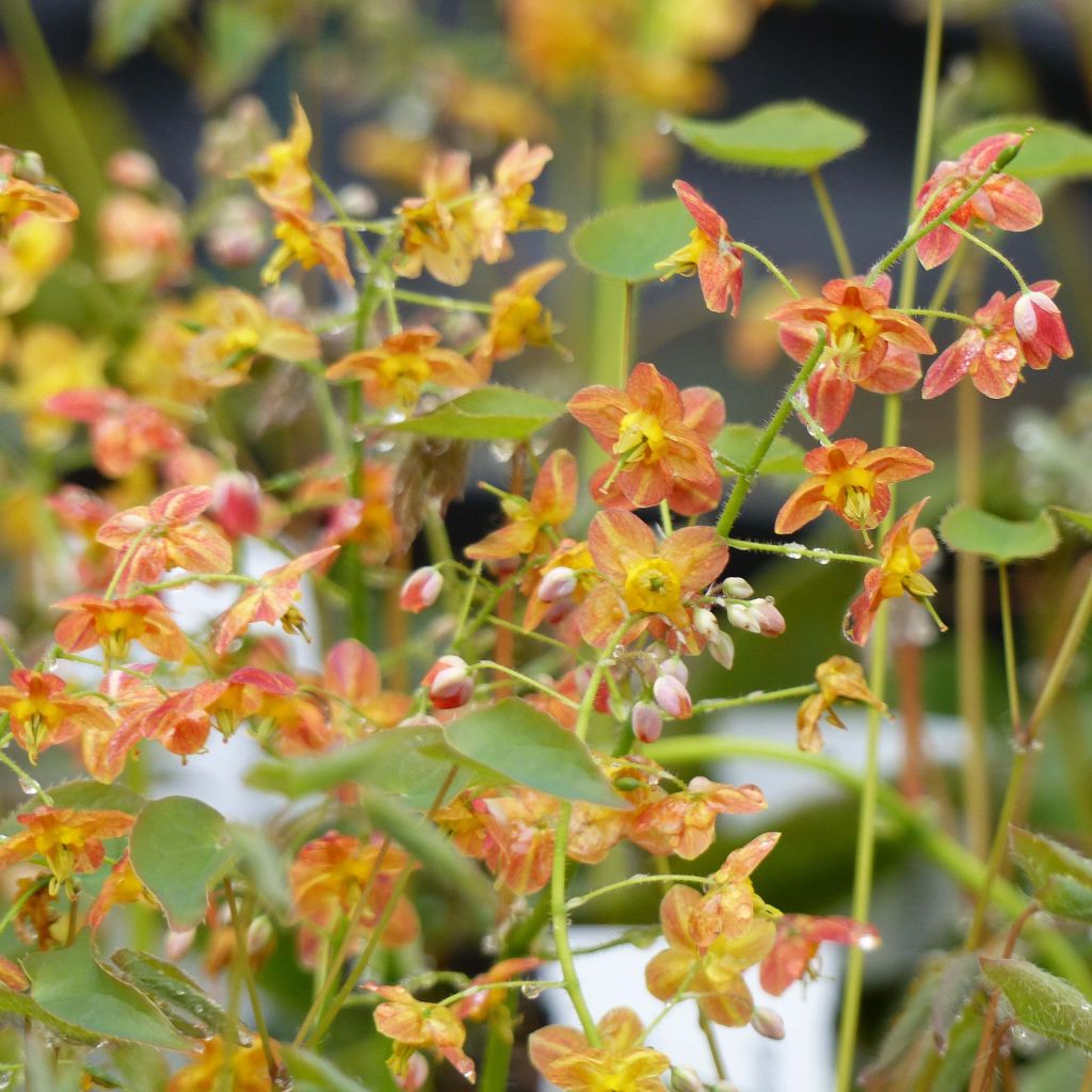 Epimedium pubigerum Orangekönigin - Flaumige Elfenblume