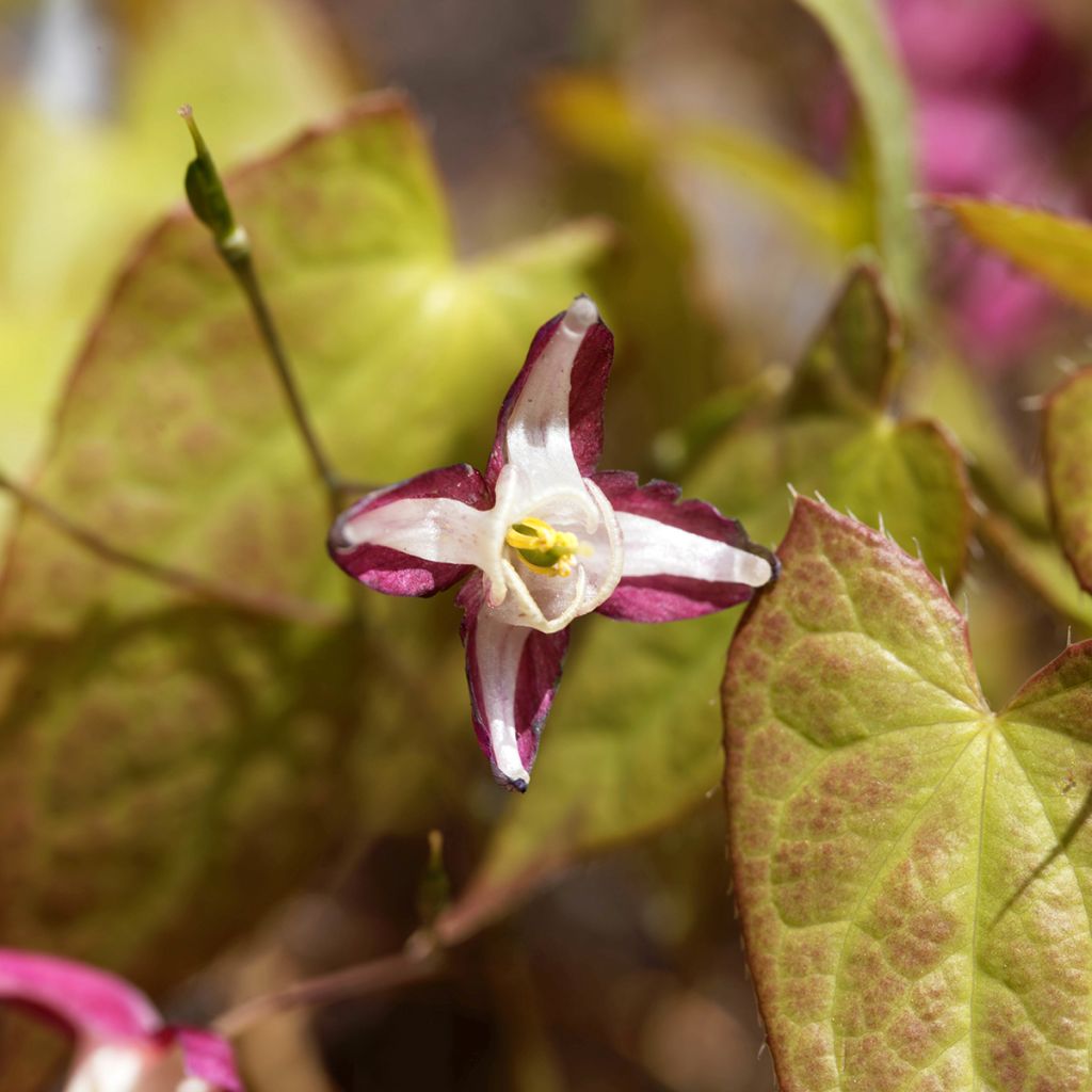 Epimedium rubrum - Rote Elfenblume