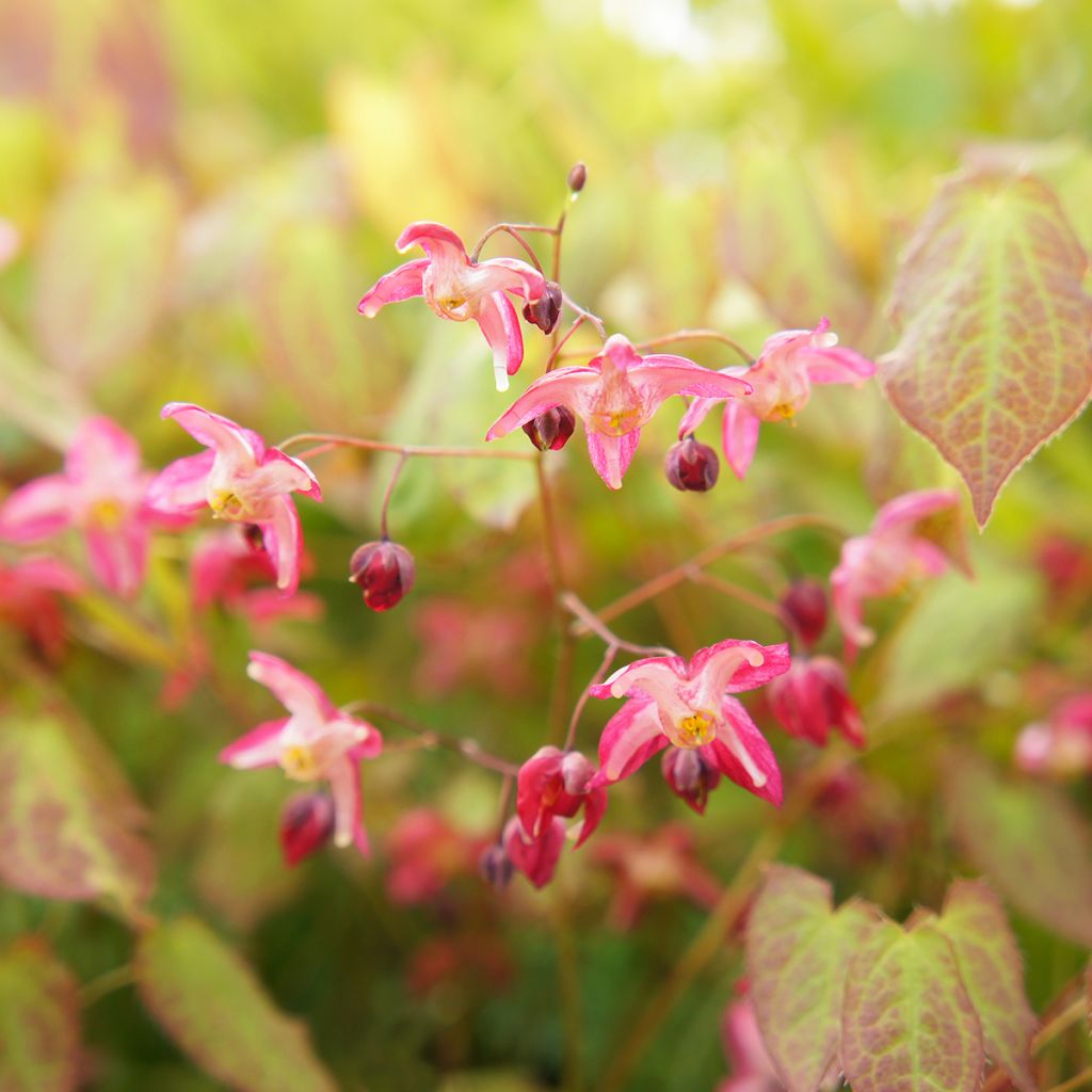 Epimedium rubrum - Rote Elfenblume