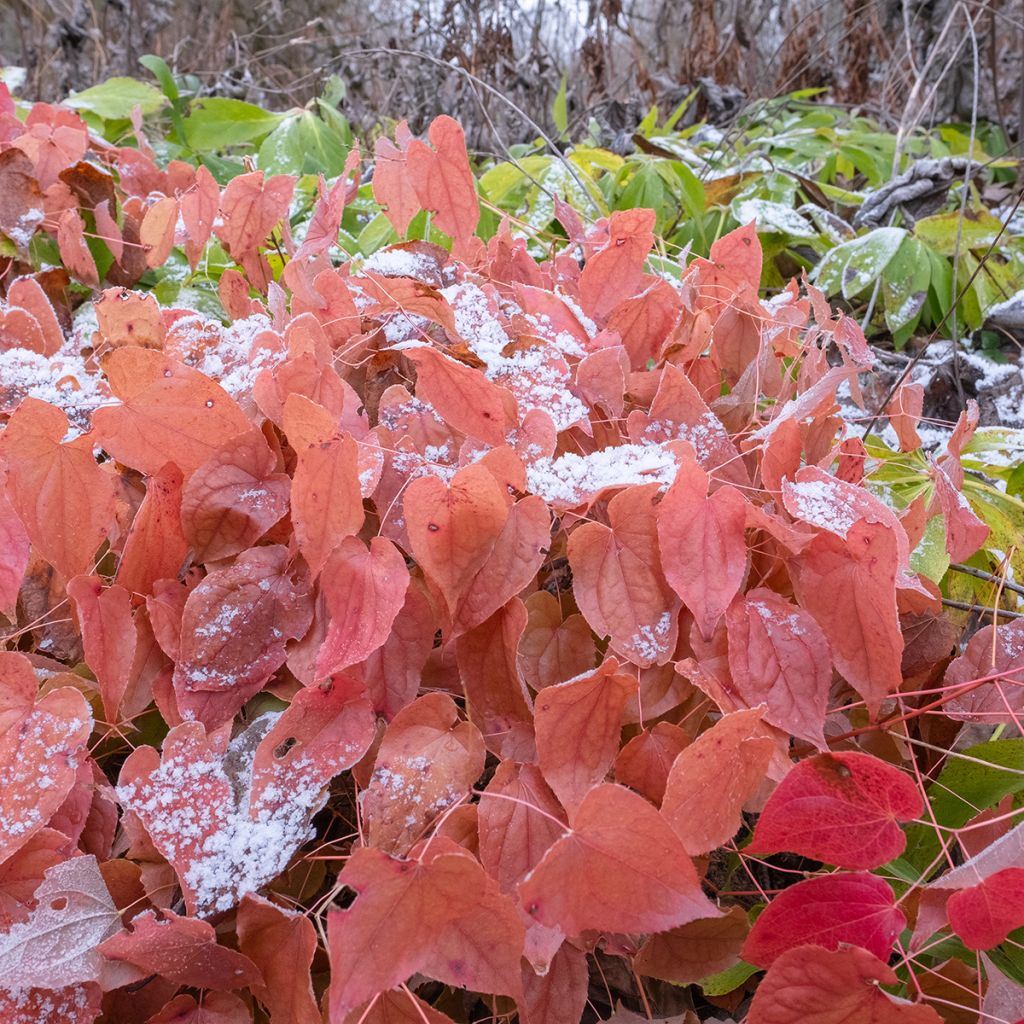 Epimedium rubrum - Rote Elfenblume