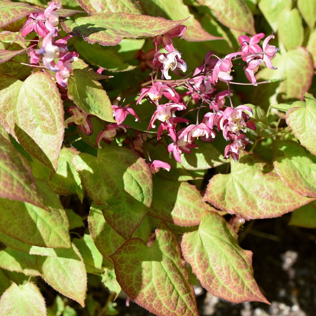 Epimedium rubrum - Rote Elfenblume