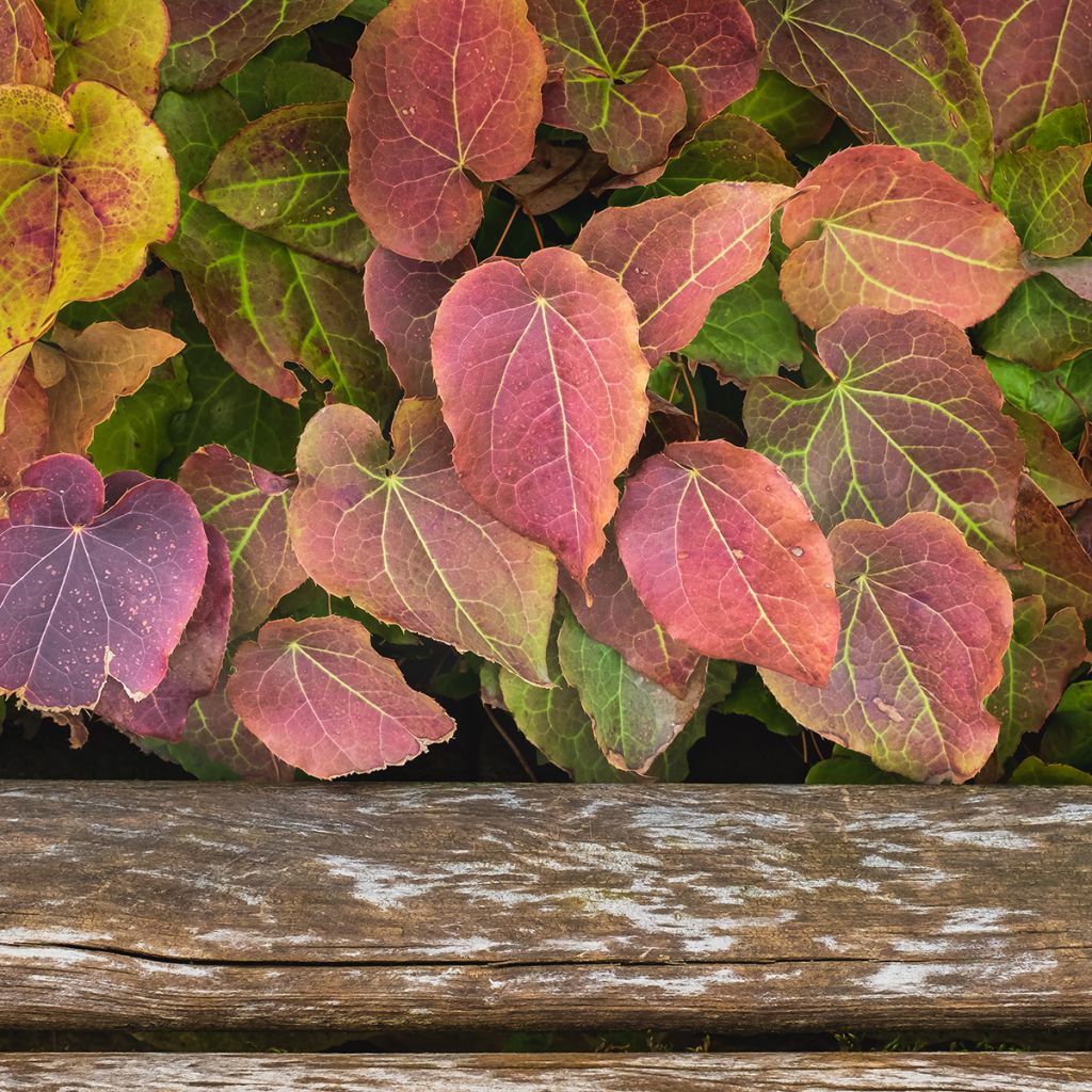 Epimedium rubrum - Rote Elfenblume