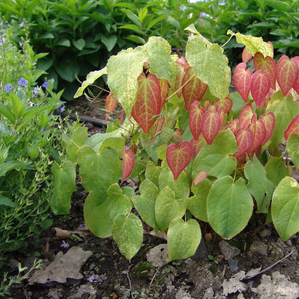 Epimedium rubrum - Rote Elfenblume