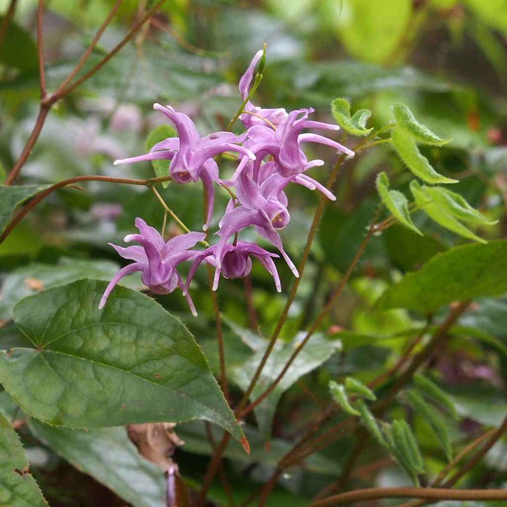 Epimedium sempervirens - Elfenblume