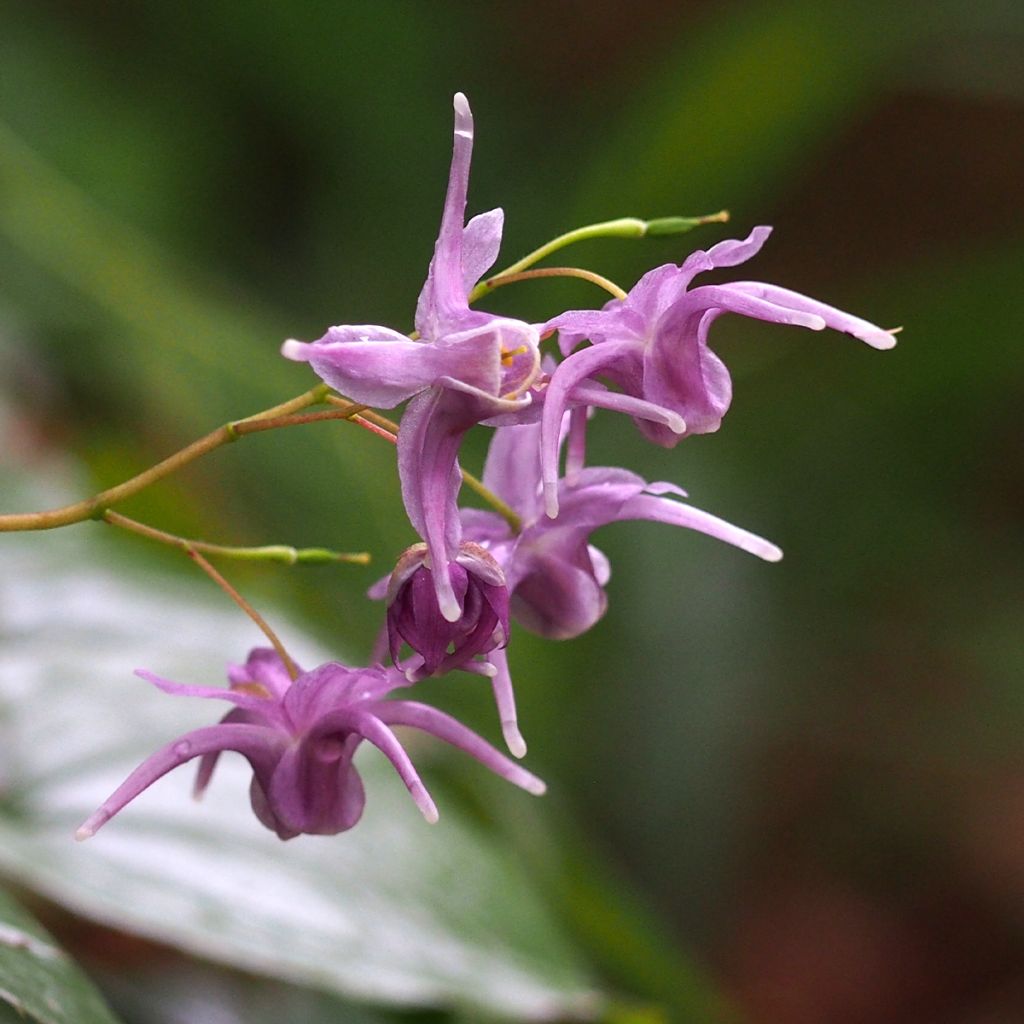 Epimedium sempervirens, Fleur des elfes