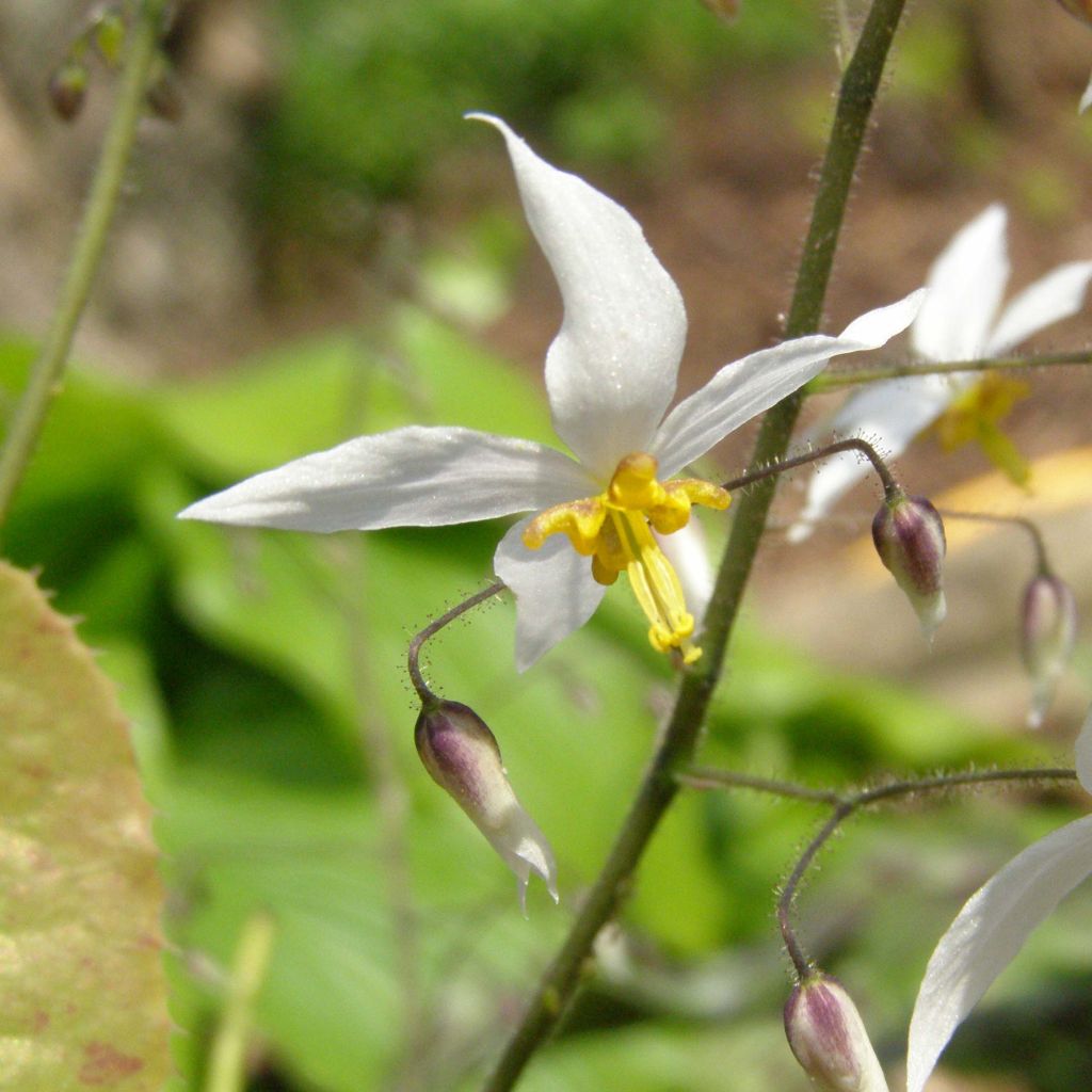 Epimedium stellulatum Wudang Star - Elfenblume