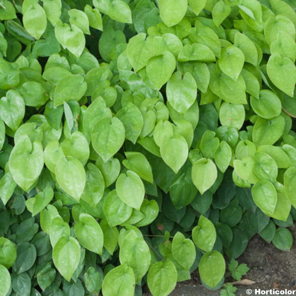 Epimedium warleyense Ellen willmott - Warley-Elfenblume