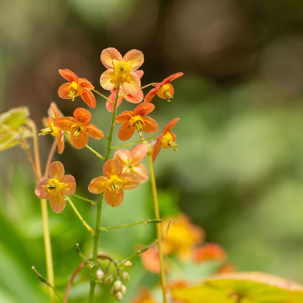 Epimedium warleyense - Warley-Elfenblume