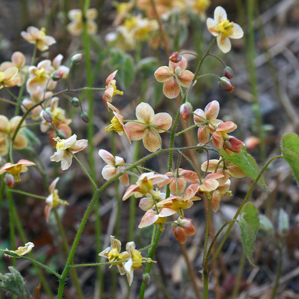 Epimedium warleyense - Warley-Elfenblume