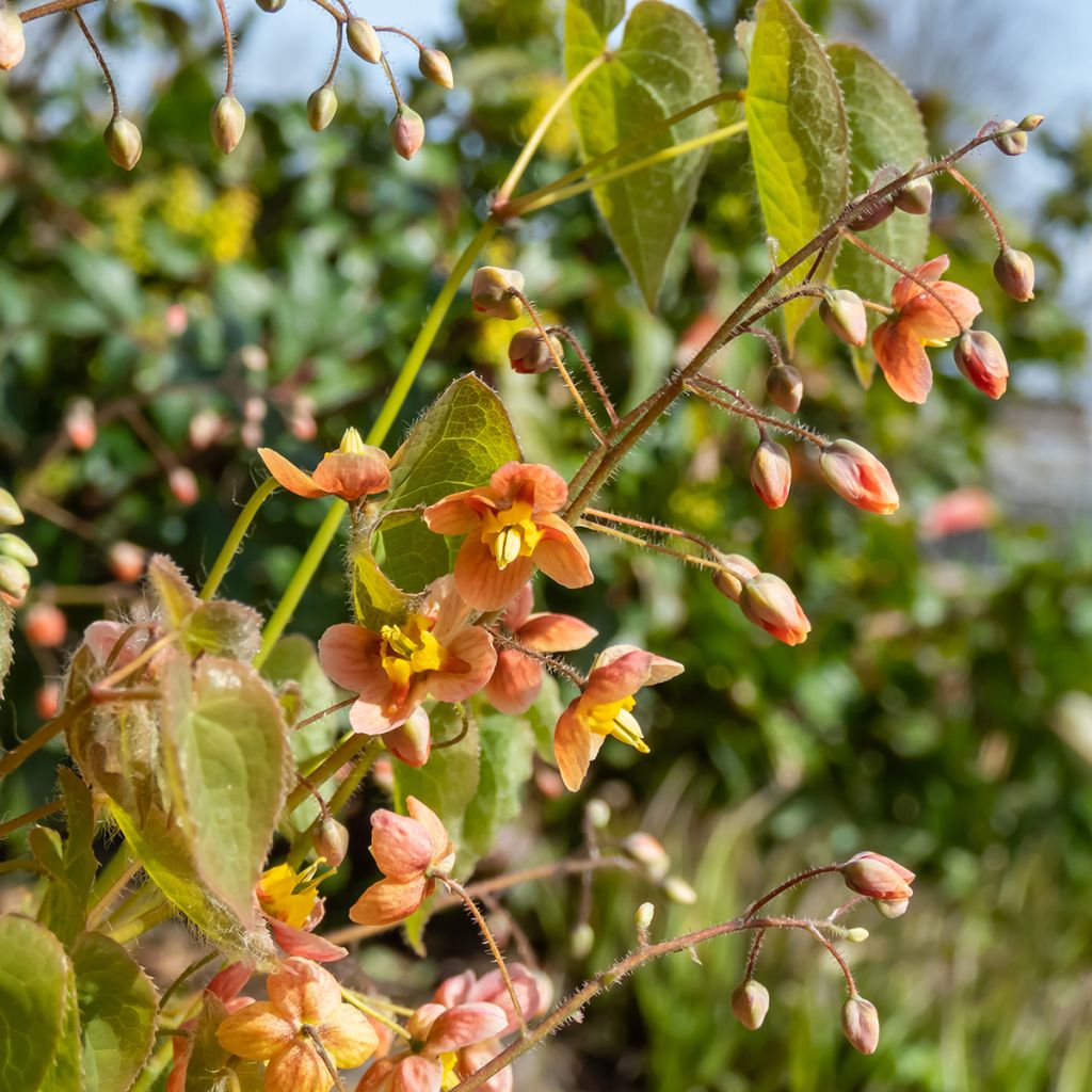 Epimedium warleyense - Warley-Elfenblume