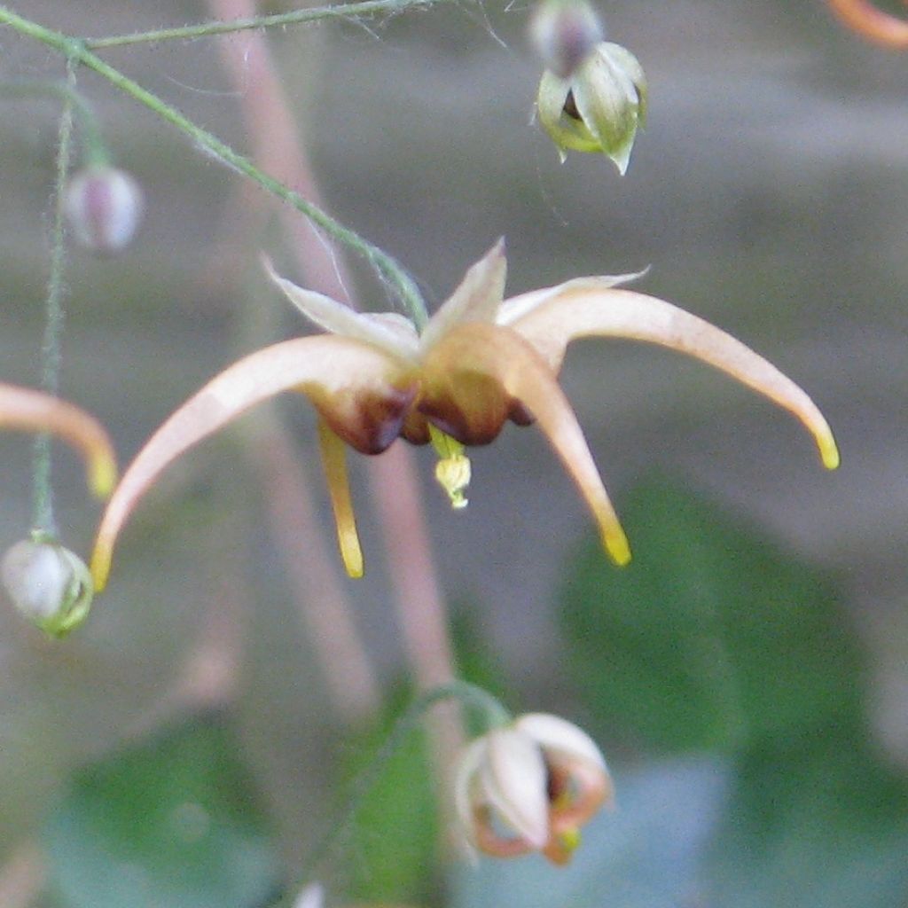 Epimedium wushanense - Elfenblume