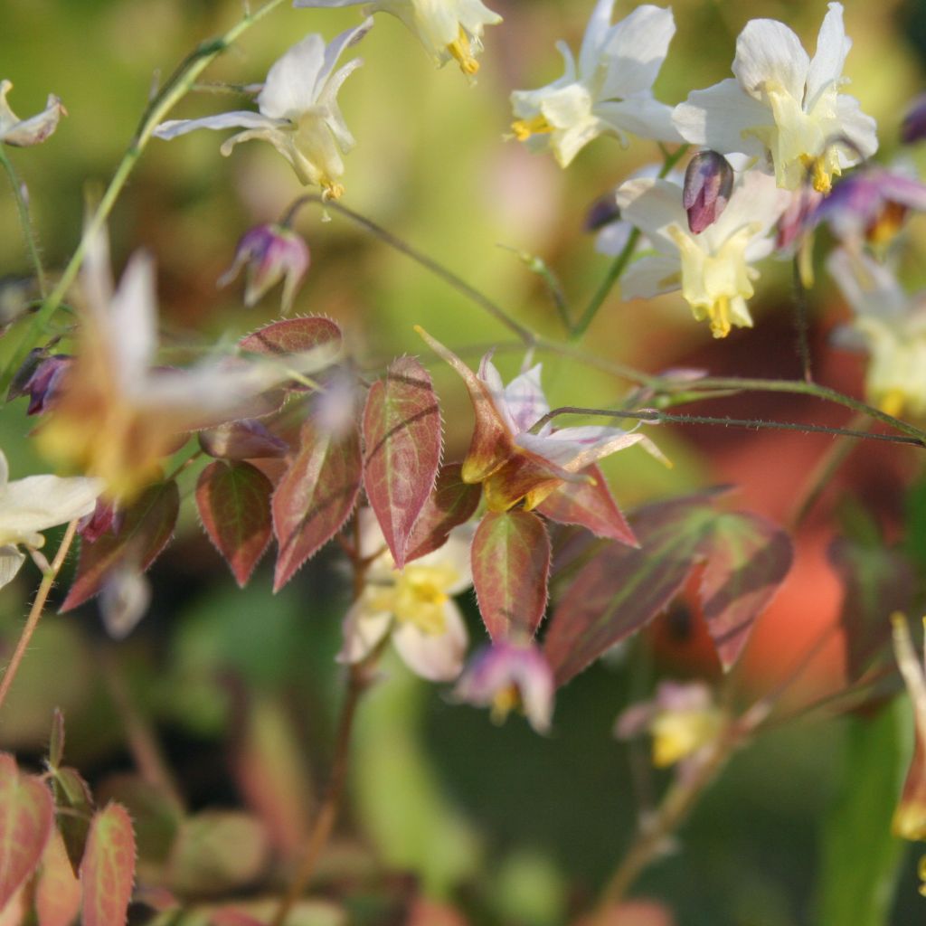 Epimedium Cupreum - Elfenblume