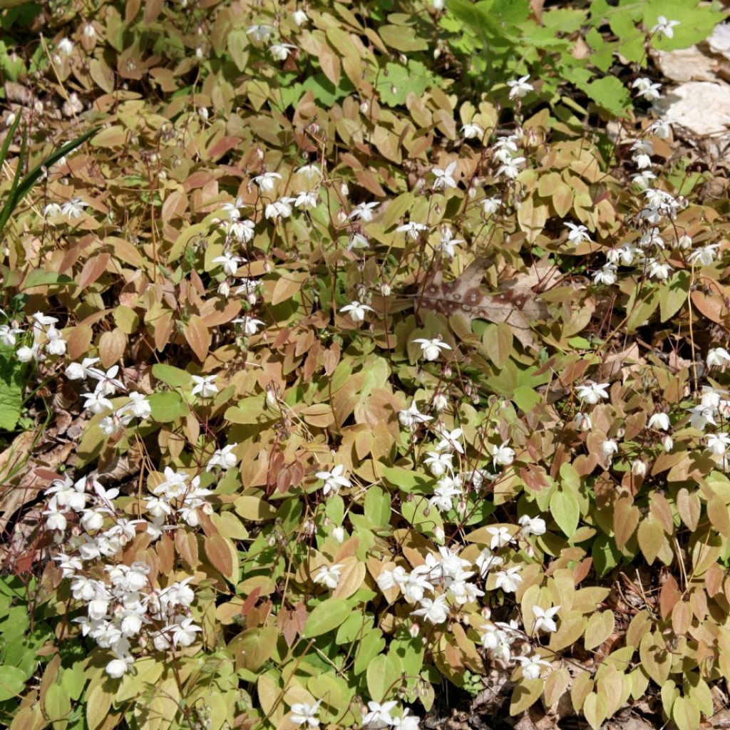 Epimedium youngianum Niveum, Fleur des elfes