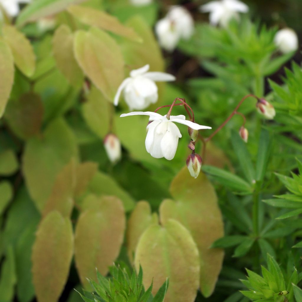 Epimedium youngianum Niveum - Elfenblume