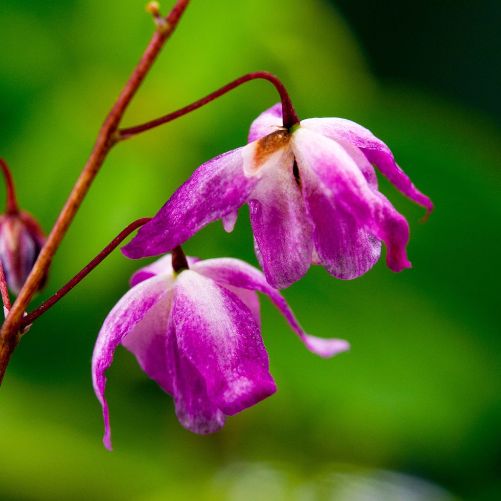 Epimedium youngianum Roseum - Elfenblume