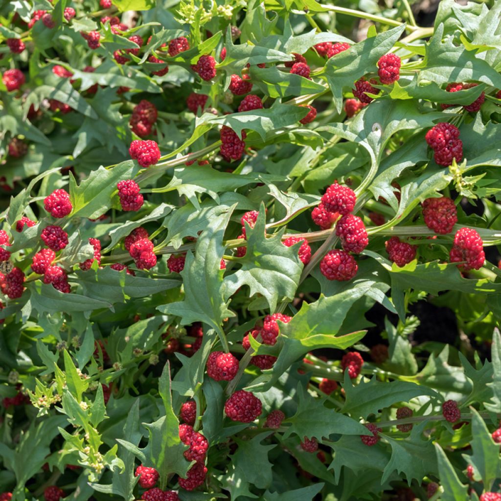 Ähriger Erdbeerspinat Fraise - Chenopodium capitatum