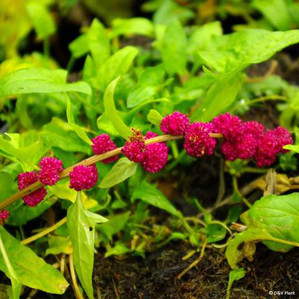 Ähriger Erdbeerspinat - Blitum capitatum