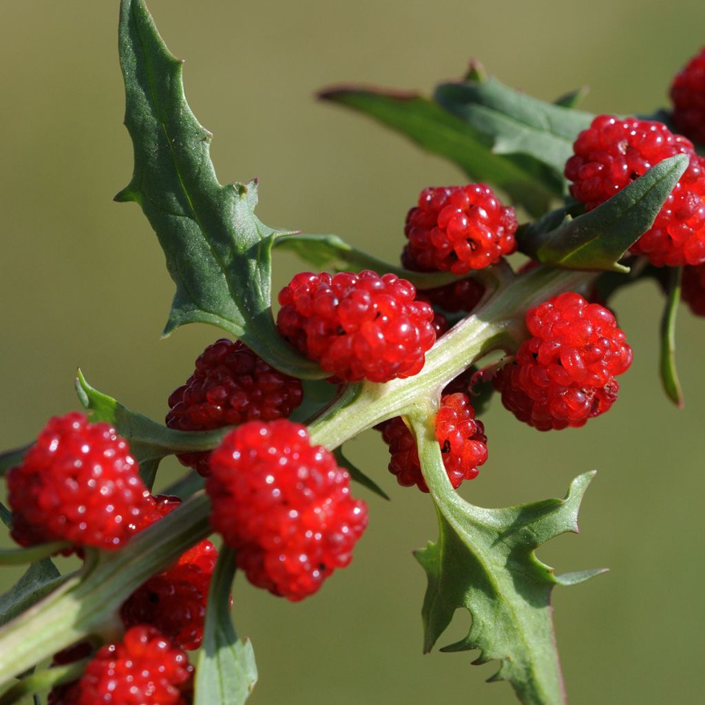 Echter Erdbeerspinat - Chenopodium foliosum