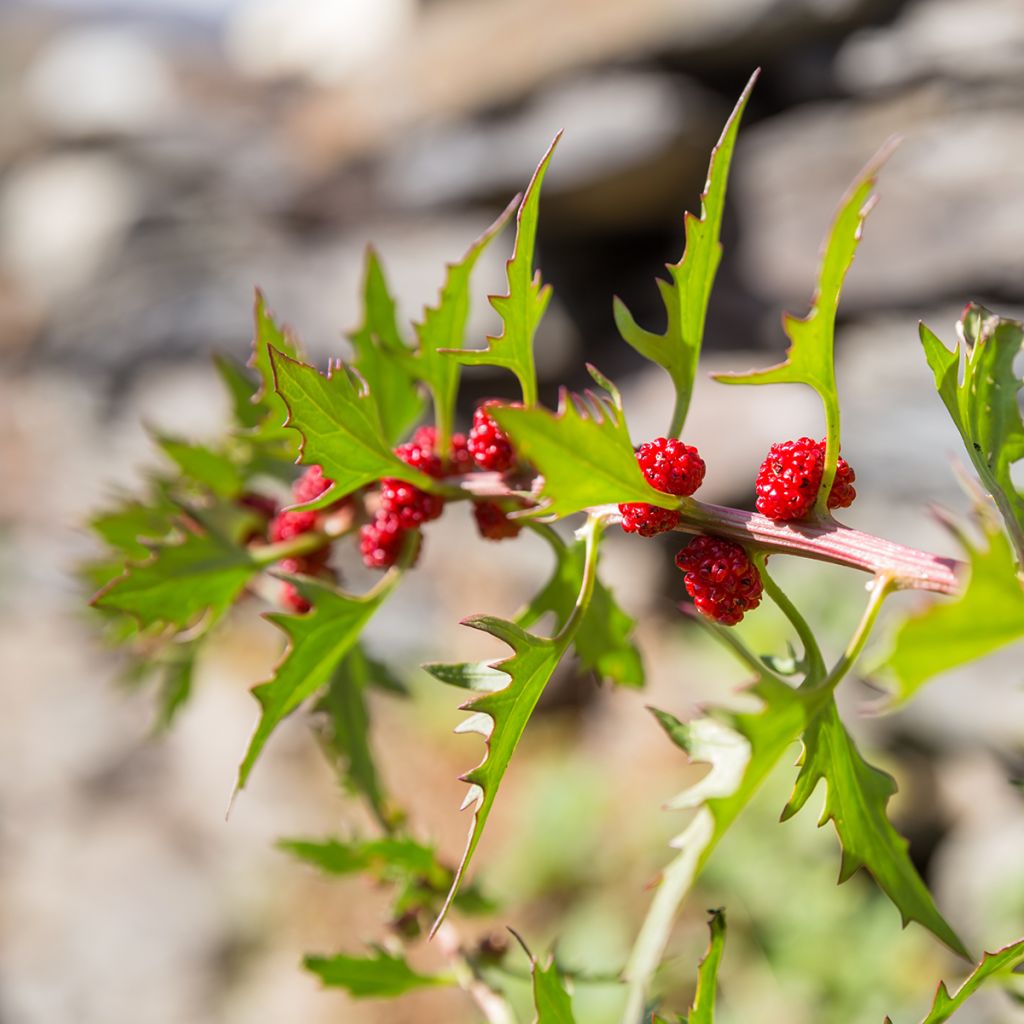 Echter Erdbeerspinat - Chenopodium foliosum