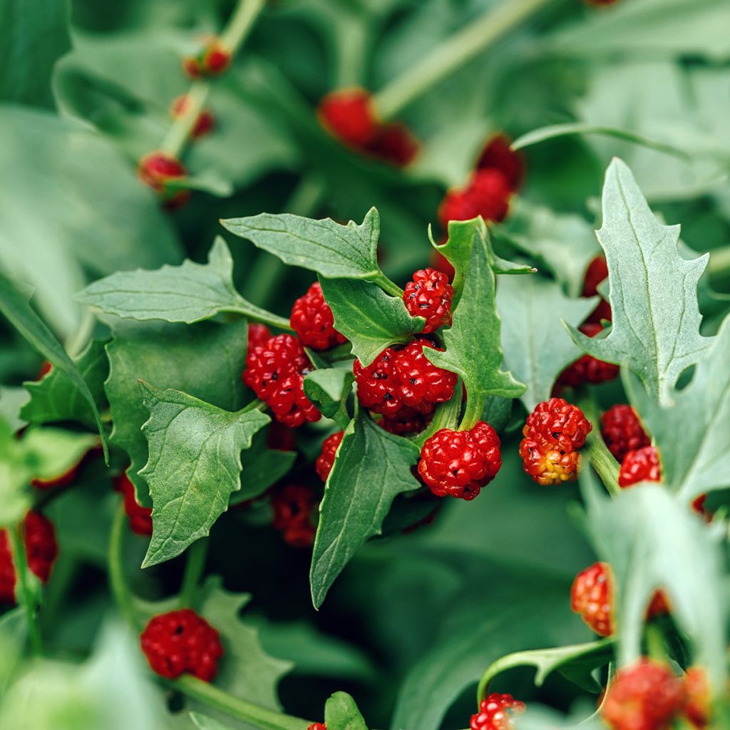 Echter Erdbeerspinat - Chenopodium foliosum