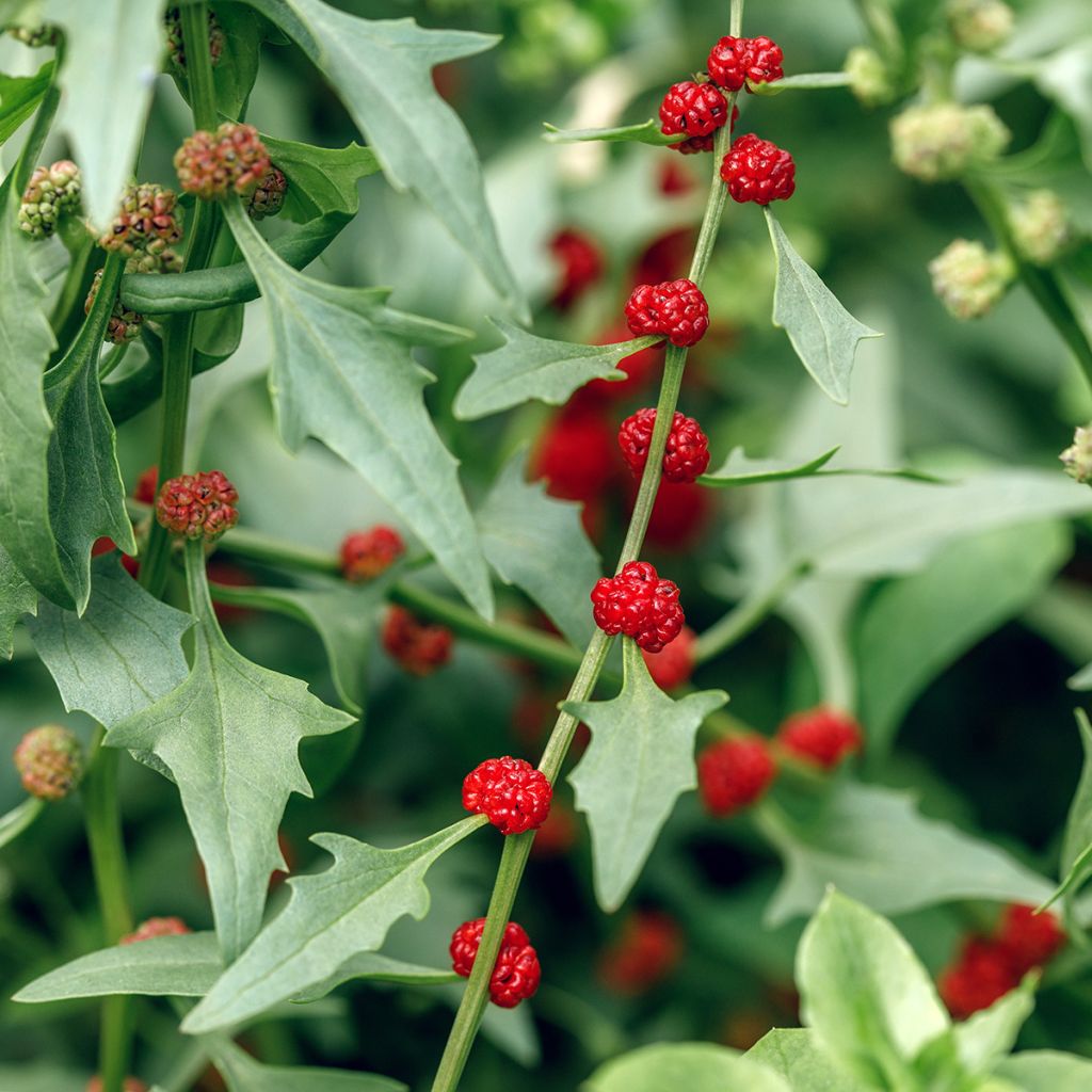 Echter Erdbeerspinat - Chenopodium foliosum