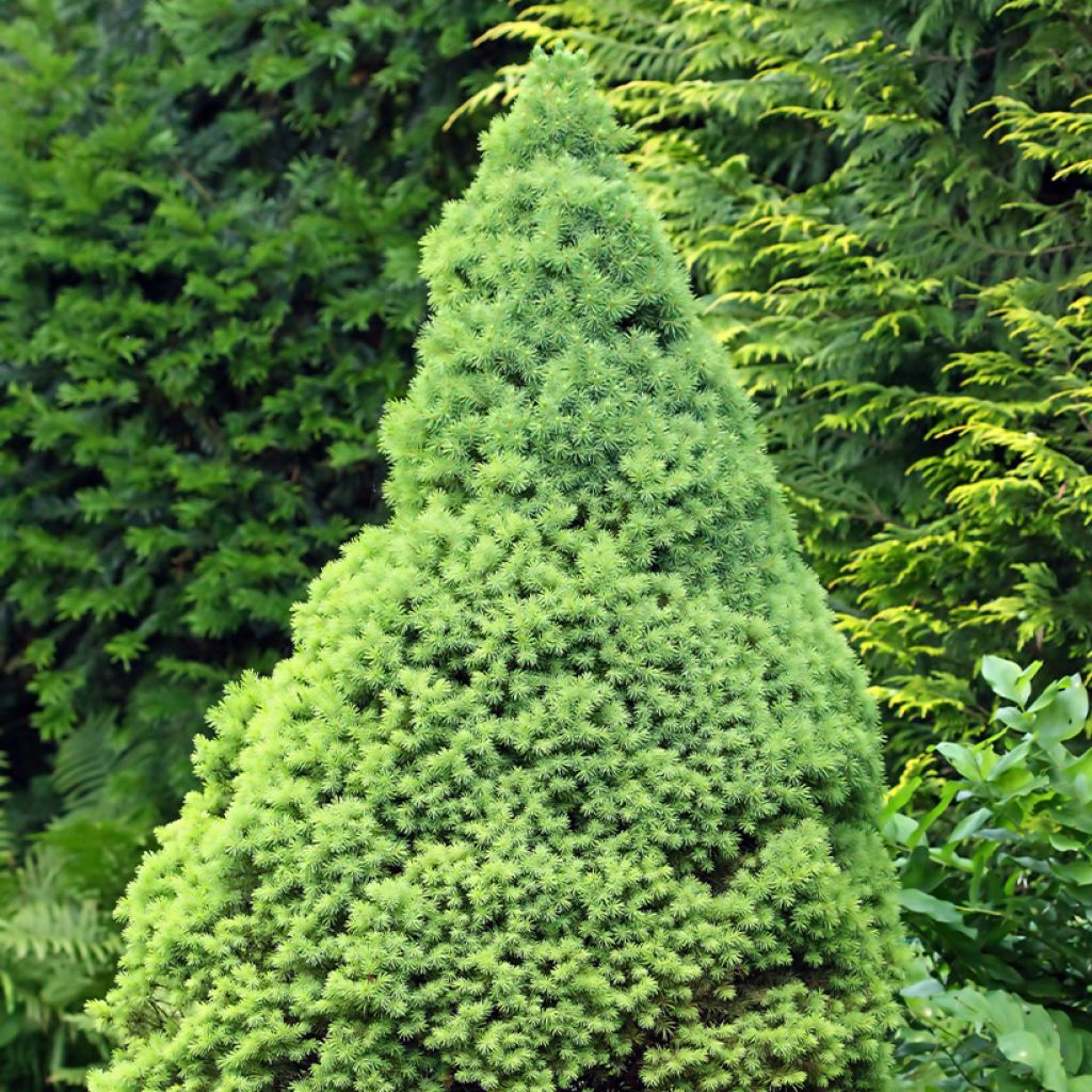 Picea glauca Zuckerhut