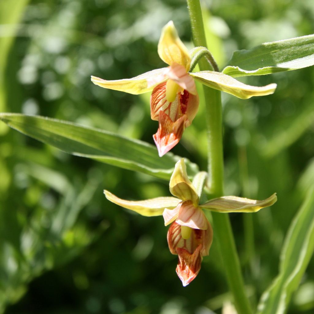 Epipactis gigantea - Sumpfwurz