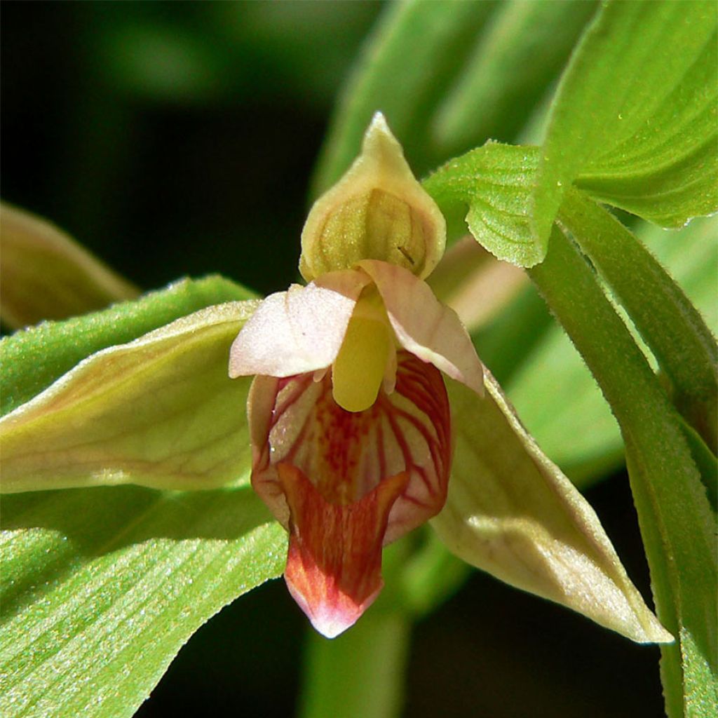 Epipactis gigantea - Sumpfwurz