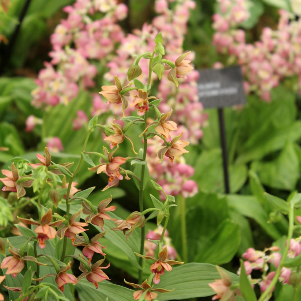 Epipactis gigantea - Sumpfwurz