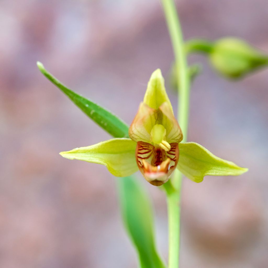 Epipactis gigantea - Sumpfwurz