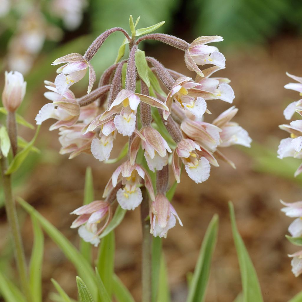 Epipactis palustris, Orchidée des marais 