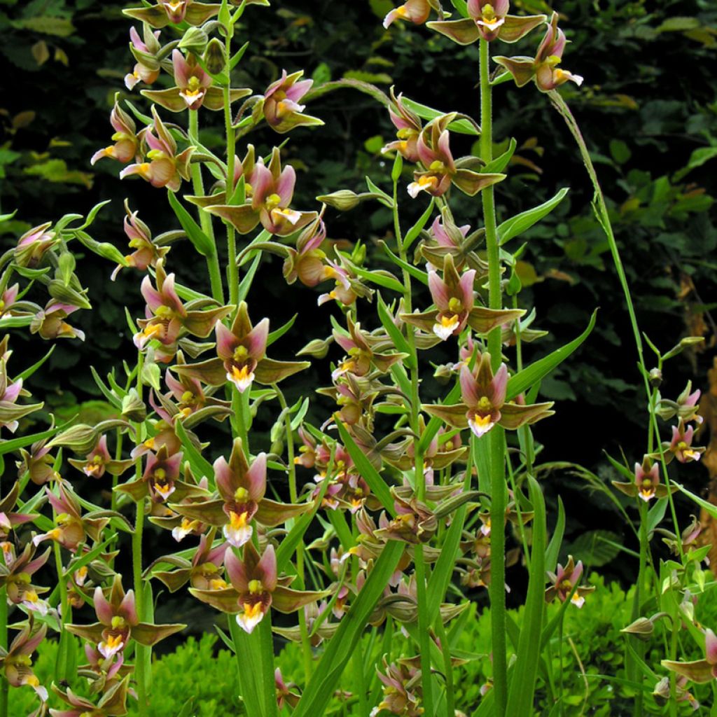 Epipactis Sabine - Sumpfwurz