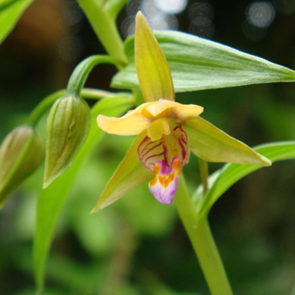 Epipactis thunbergii Yellow - Sumpfwurz