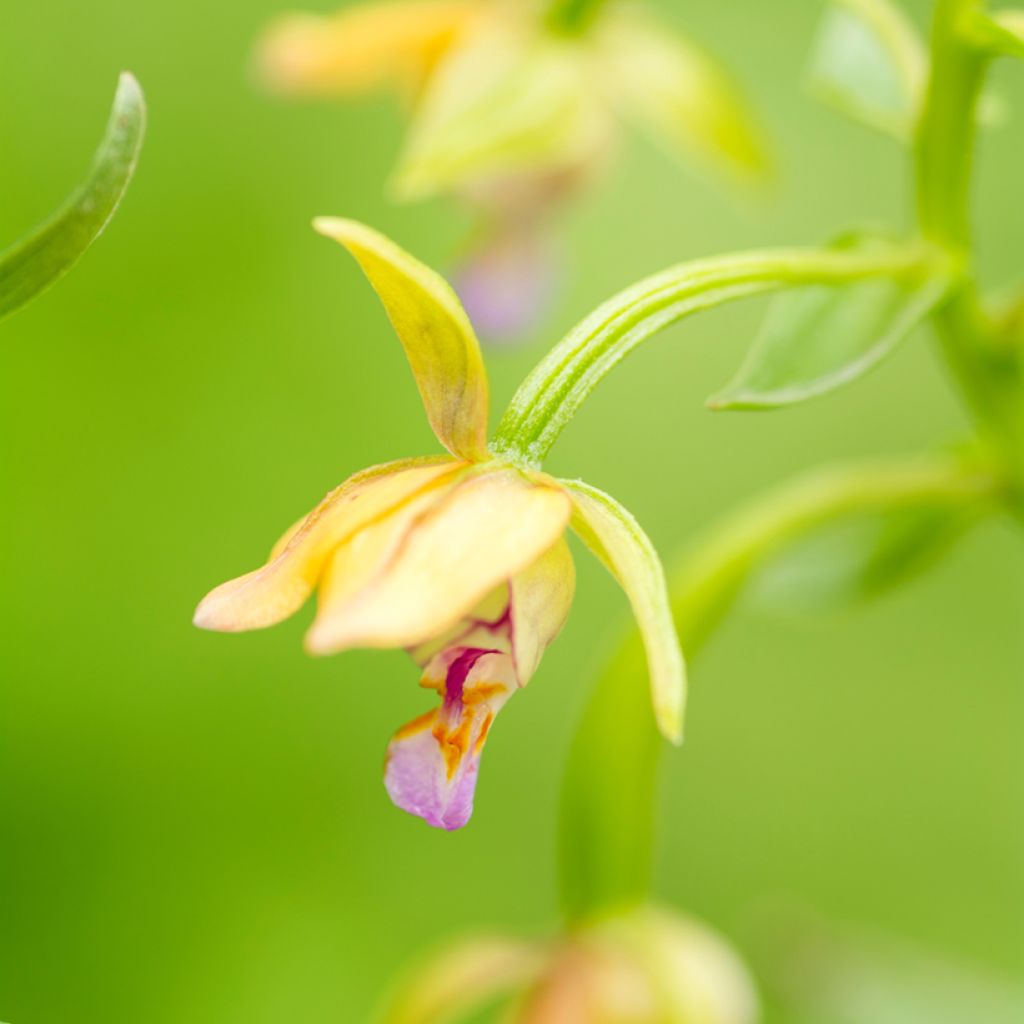 Epipactis thunbergii Yellow - Sumpfwurz