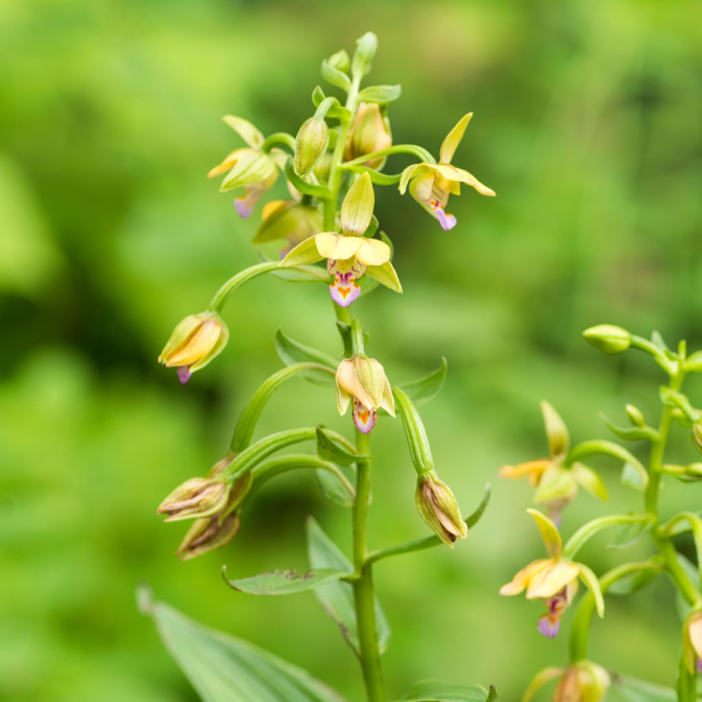 Epipactis thunbergii Yellow - Sumpfwurz