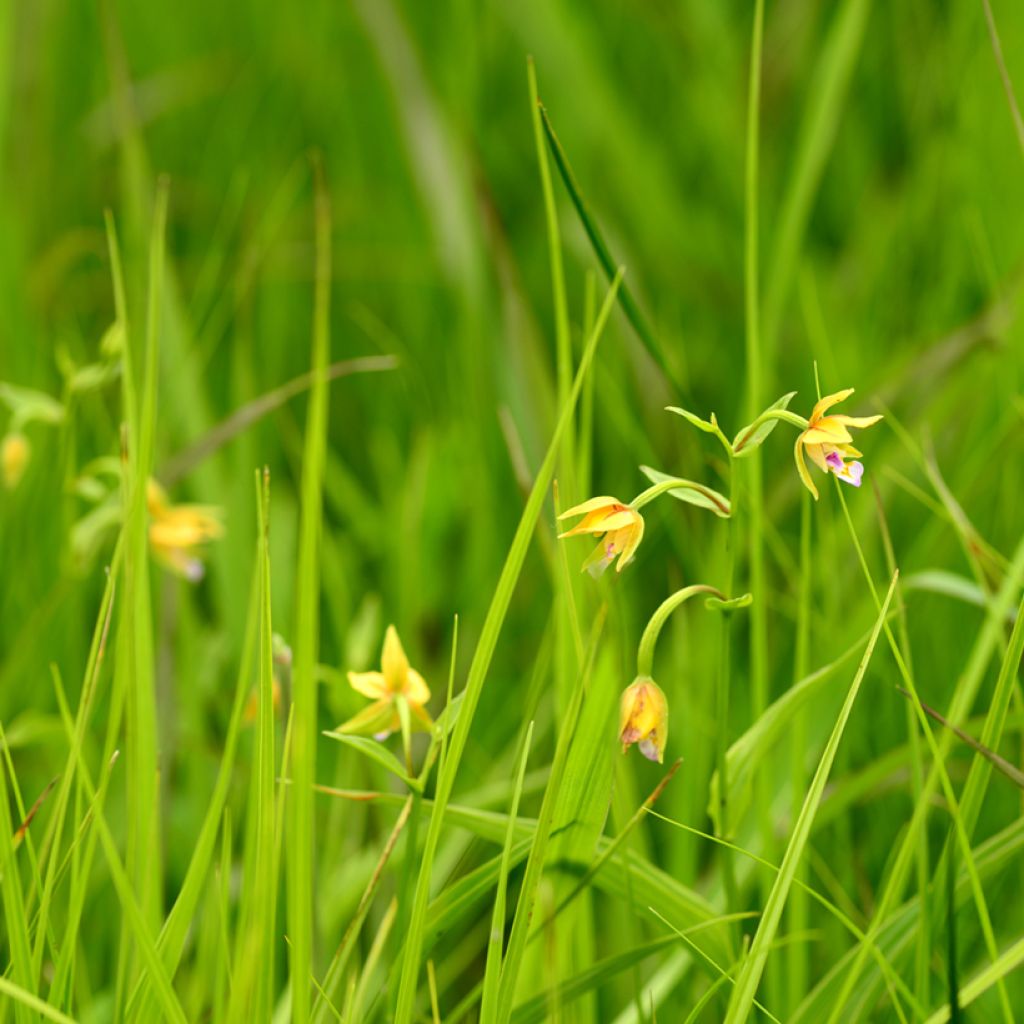 Epipactis thunbergii Yellow - Sumpfwurz