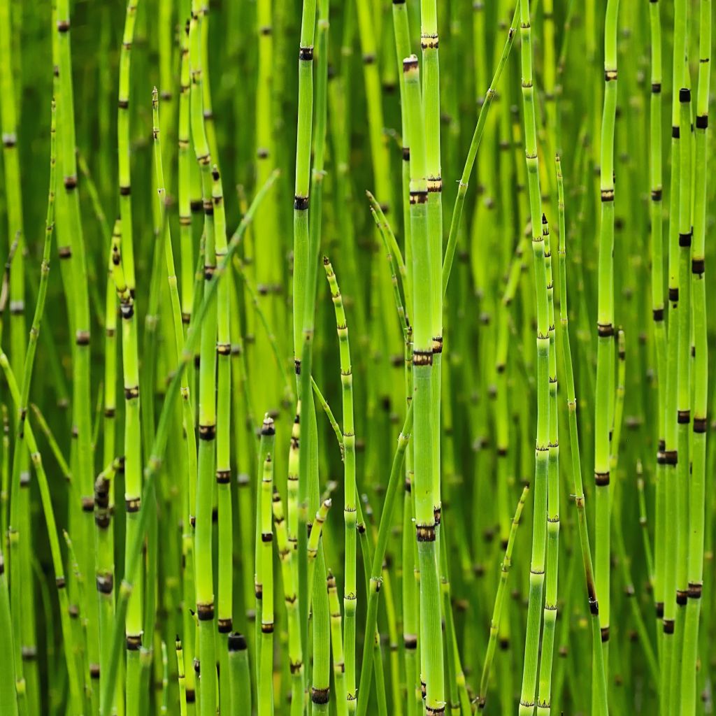 Equisetum camtschatcense - Kamtschatka-Schachtelhalm