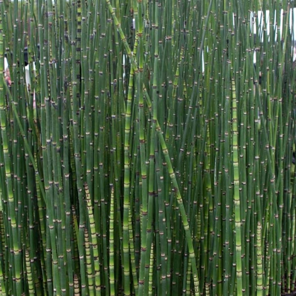 Equisetum hyemale - Winter-Schachtelhalm