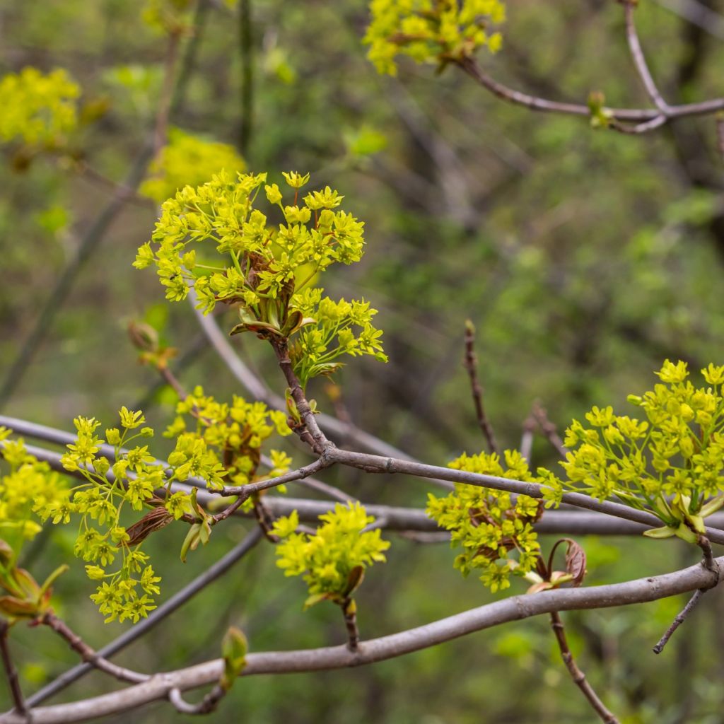 Feld-Ahorn - Acer campestre