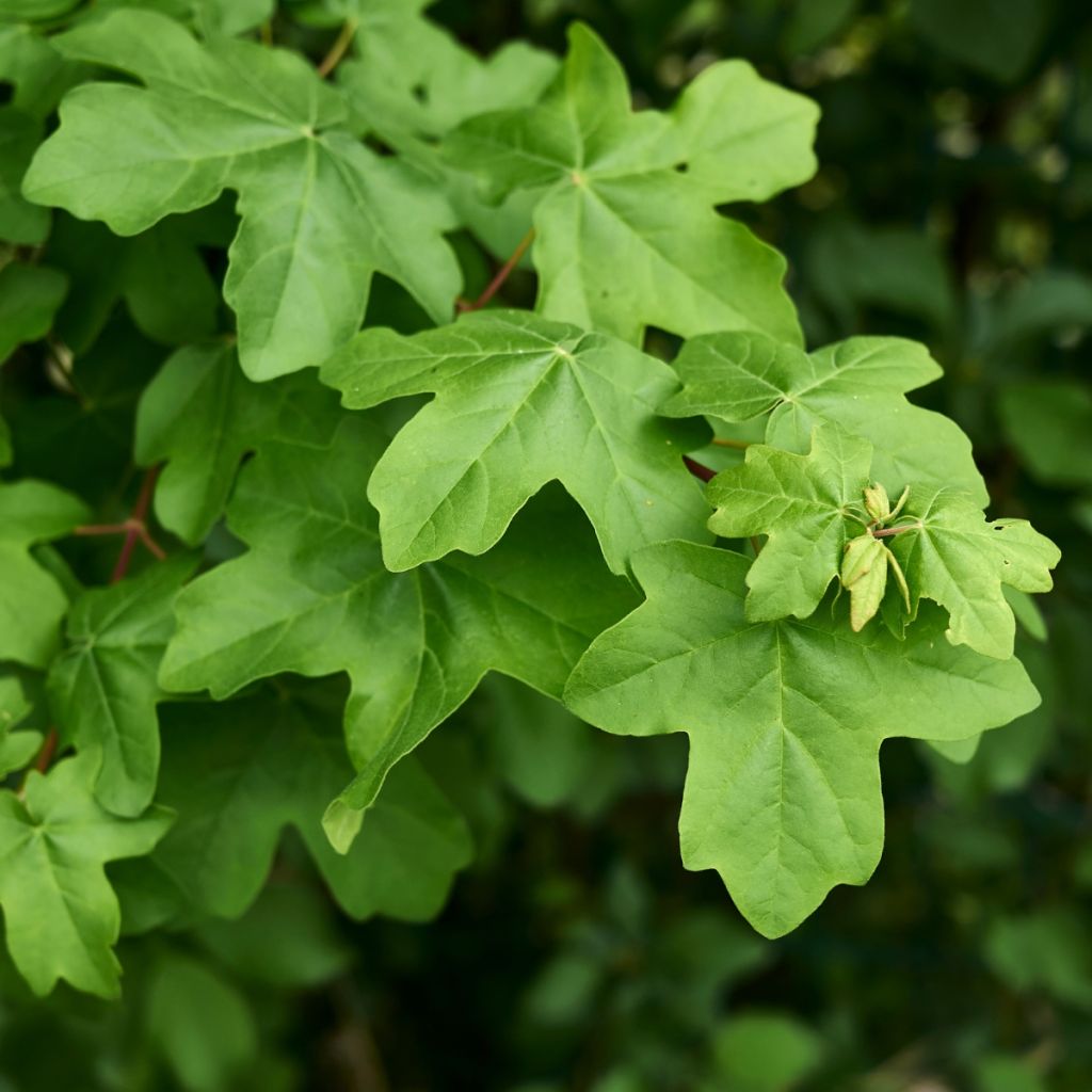 Feld-Ahorn - Acer campestre