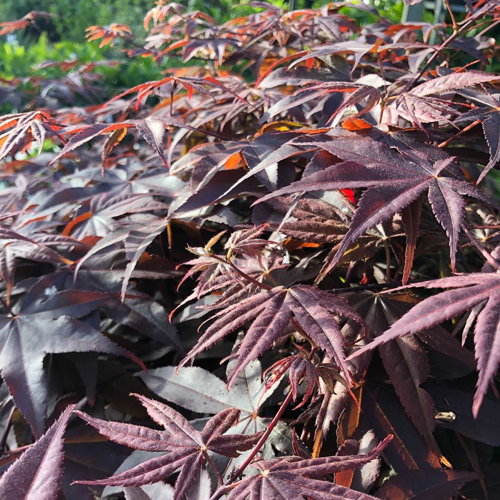 Érable du Japon - Acer palmatum Bloodgood