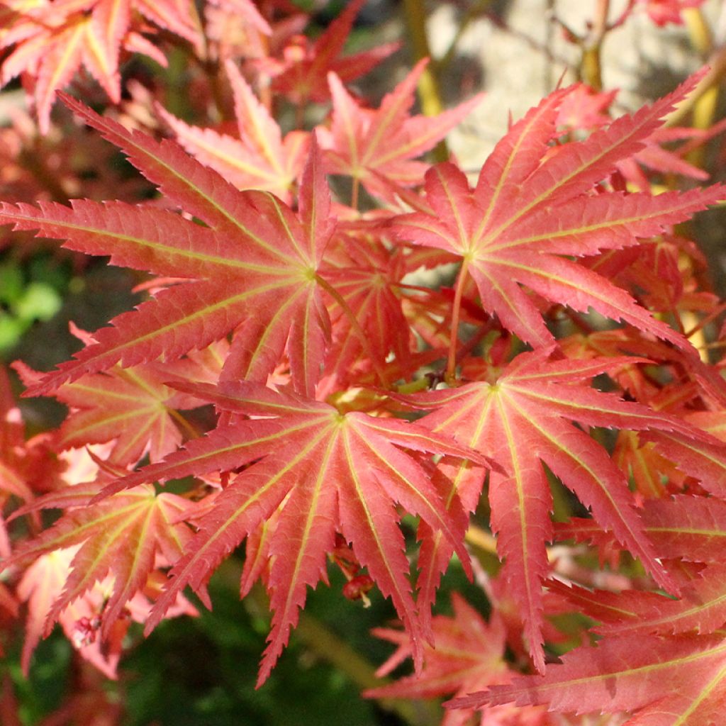 Fächerahorn Brown Sugar - Acer palmatum