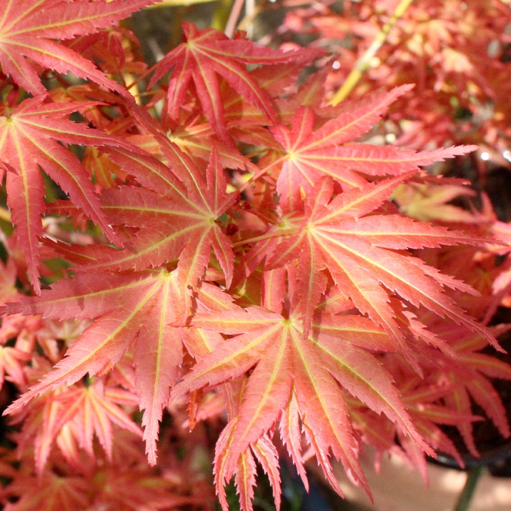 Fächerahorn Brown Sugar - Acer palmatum