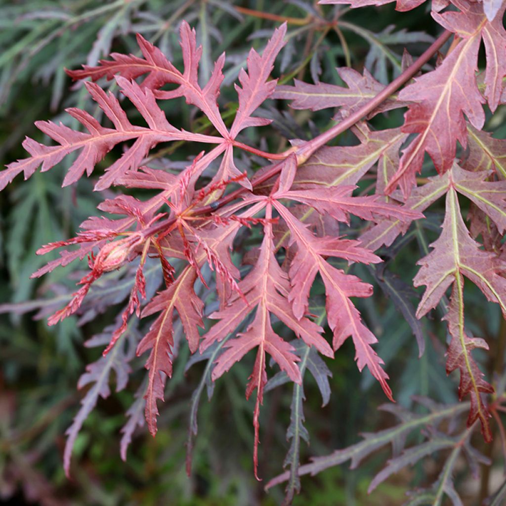 Fächerahorn Dissectum Orangeola - Acer palmatum